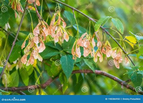 Box Elder Tree with Green Foliage and Winged Seeds Close Up Stock Photo - Image of sapindaceae ...