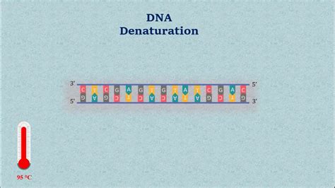 Sanger DNA Sequencing - Gel Electrophoresis Animation - YouTube