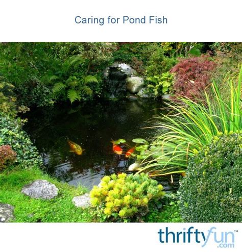 Caring for Pond Fish | ThriftyFun