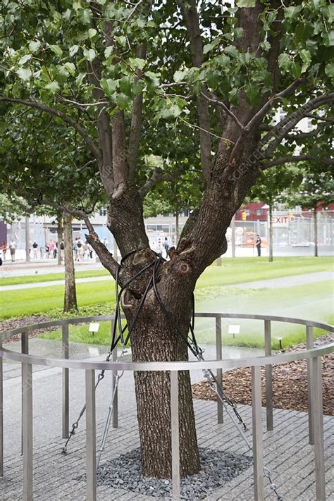 Survivor Tree, 11 September 2001 memorial - Stock Image - C022/7424 ...