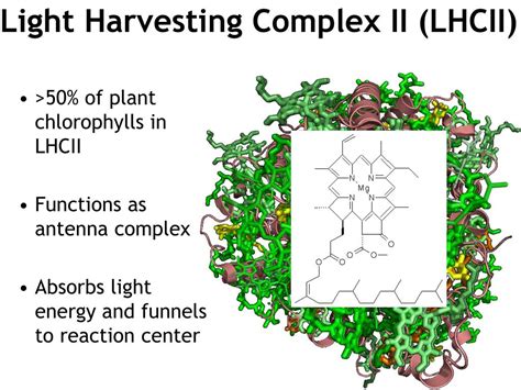 PPT - Light Harvesting in Photosynthesis PowerPoint Presentation, free download - ID:3021603