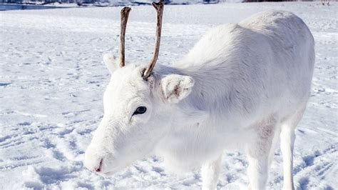 A Christmas miracle? Photographer spots rare white reindeer | Fox News