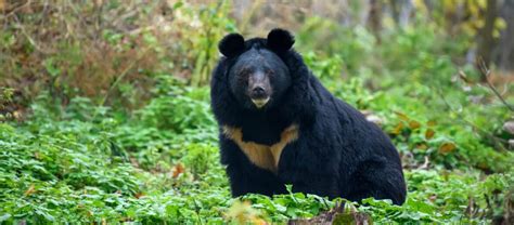 The Asiatic Black Bear | Critter Science