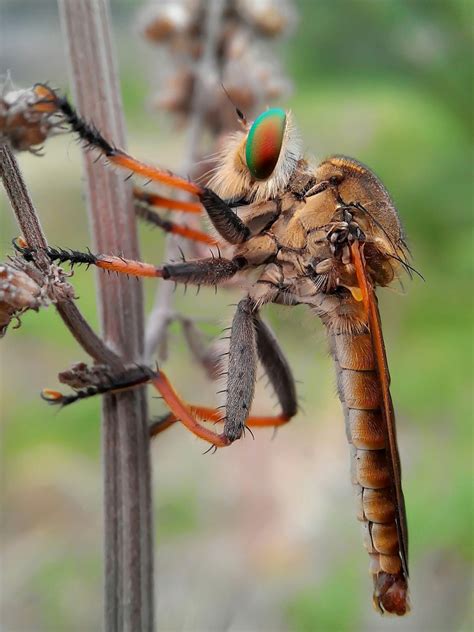 Stunning Macro Photography of Insects by Okqy Setiawan | 99inspiration