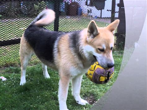 Akita Shepherd (Akita x German Shepherd Mix), Temperament, Puppies ...