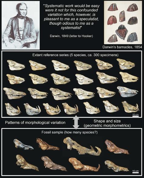 Morphological variation and the importance of a reference series of... | Download Scientific Diagram