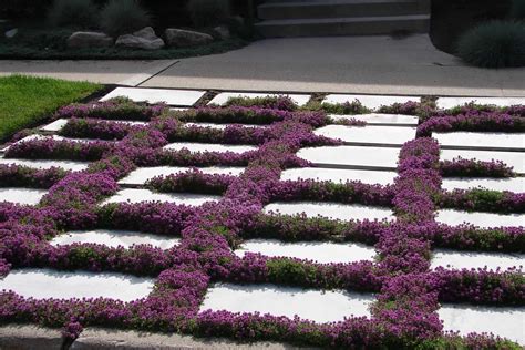 Is Creeping Thyme Invasive? The Answer Might Surprise You!