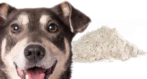 Diatomaceous Earth For Dogs; Is It A Safe Remedy For Fleas Or Worms?