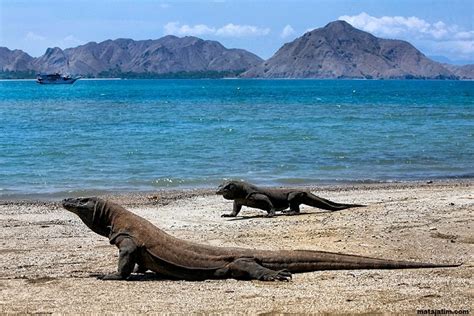 Dimana Taman Nasional Komodo? | Belajar Sampai Mati