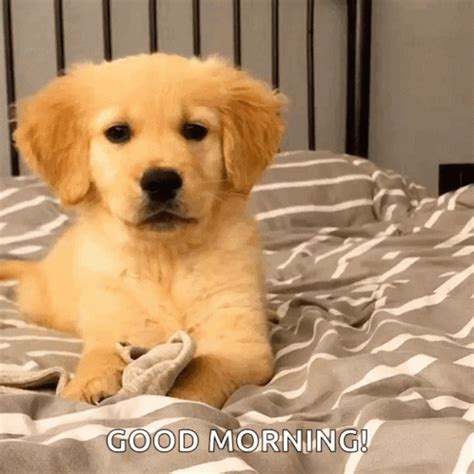 Good Morning Puppy Cute Golden Retriever Wink GIF | GIFDB.com