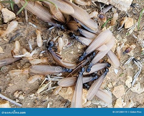 Close Up of Flying Antslasius Niger, Male and Female. Lifecycle of an Insect. Stock Image ...