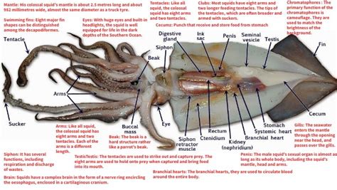 Male Squid Anatomy