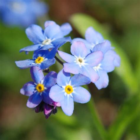 MYOSOTIS ARVENSIS SEEDS (Field Forget-me-not) - Plant World Seeds