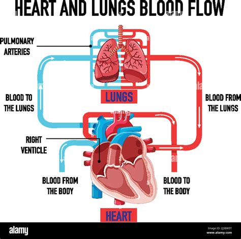 Diagram showing heart and lungs blood flow illustration Stock Vector ...