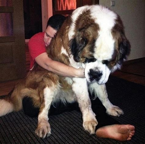 1001Archives: Photos of the biggest dogs in the world