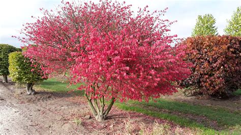 Euonymus alatus | Winged spindle - Van den Berk Nurseries