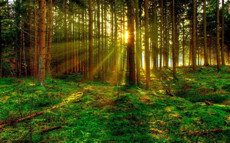 🔥 Download 3d Green Forest For Android by @colleenk6 | 3D Forest Wallpapers, Black Forest ...