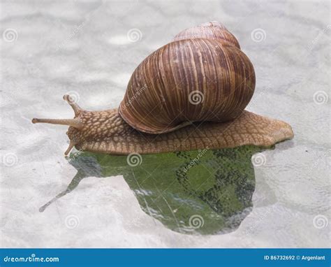 Helix Pomatia Edible Snail on a Glass Table Stock Photo - Image of movement, simple: 86732692