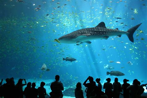 SEA Aquarium Singapore With Transfers