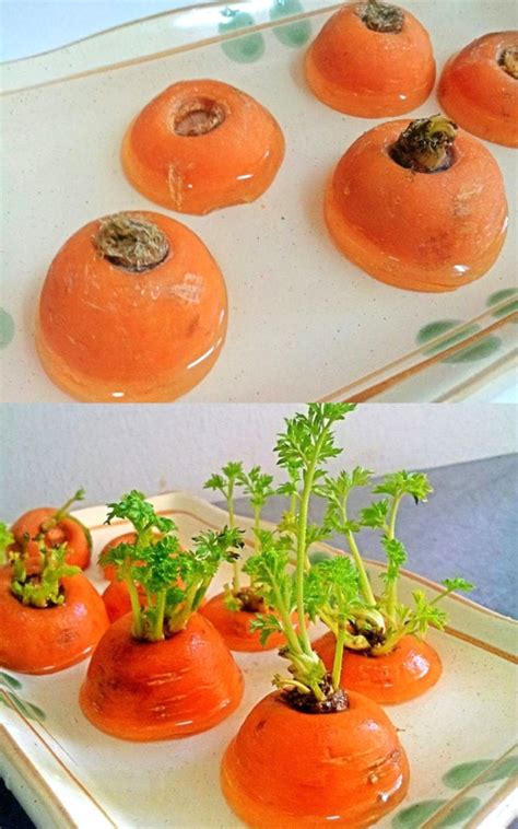 12 Best Veggies & Herbs to Regrow from Kitchen Scraps - A Piece Of Rainbow