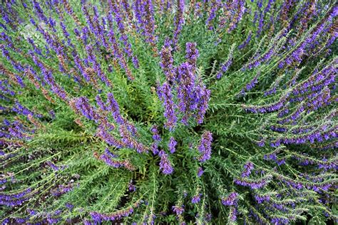 Hyssop Plant: Best Varieties, Growing Guide, Care, Problems, and Harvest