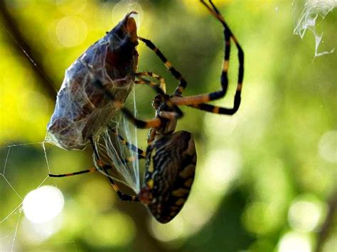 Spider Silk Quiz | Always Learning!