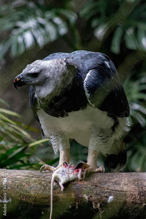 The harpy eagle Harpia harpyja is a neotropical species of eagle Stock Photo | Adobe Stock