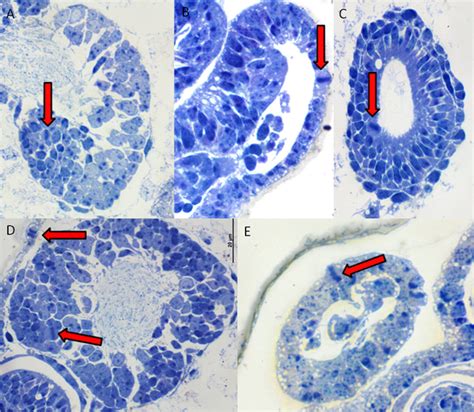 The mitotic cells divisions (pointed by the arrows) in C. cupressi... | Download Scientific Diagram