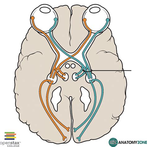 Optic Tract - AnatomyZone