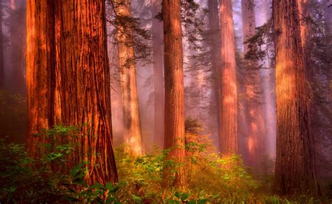 Download Fog Redwood Tree Nature Forest HD Wallpaper