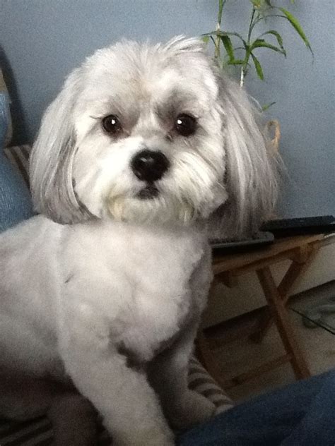 shih-poos are so cute! My Pet Dog, Pet Dogs, Dogs And Puppies, Dog Cat, Doggies, Shih Tzu Poodle ...