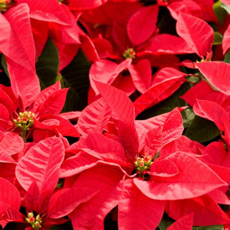 Red Poinsettia - Flowers Talk Tivoli