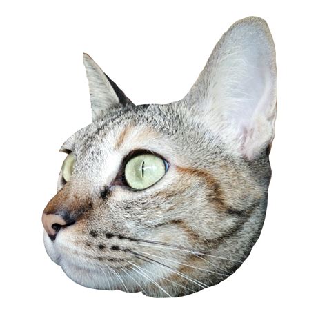 cat face cute free download transparent image illustration clipart pet wildlife 8846791 PNG