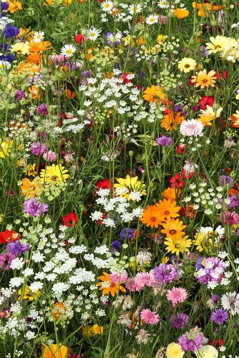 Candy in 2020 | Wild flower meadow, British wild flowers, Flower landscape