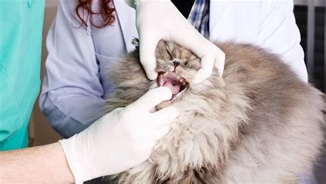 Oronasal Fistula In Cats: Symptoms, Causes, & Treatments - CatTime