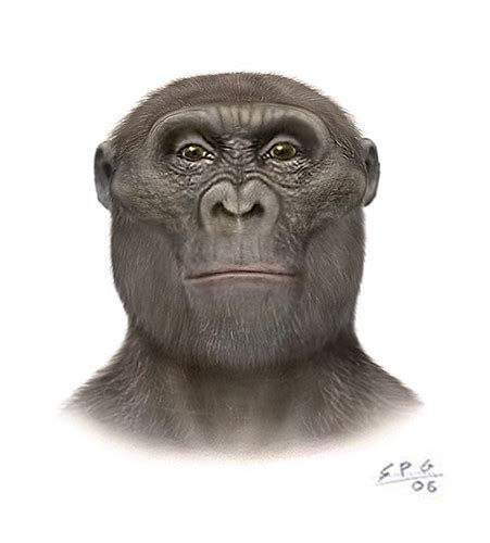 Paranthropus robustus | Based in SK-48. | Lobo Gris | Flickr