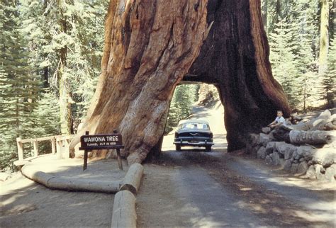 Diez detalles interesantes sobre el Parque Nacional Sequoia: destacando ...