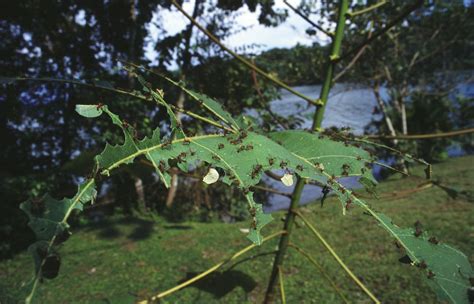 Leafcutter ant | Social Insects, Fungus Farming & Colony Structure ...