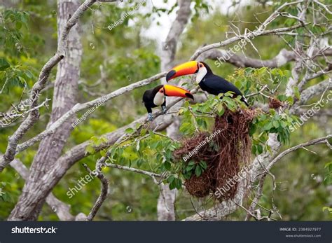 Toucan Nest Royalty-Free Images, Stock Photos & Pictures | Shutterstock