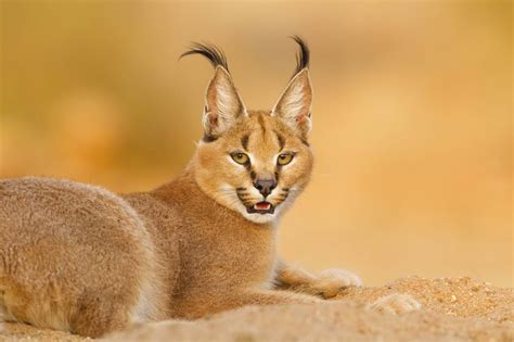 The Caracal