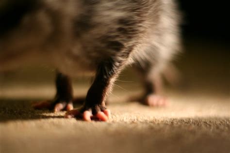 Possum feet | Explore M. Morgan's photos on Flickr. M. Morga… | Flickr - Photo Sharing!