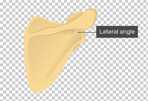 Angulus Lateralis Scapulae Anatomy Superior Angle Of Scapula Bone PNG, Clipart, Anatomy, Beige ...