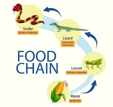 Food Chain Diagram