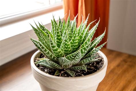 How to Grow and Care for Lace Aloe (Aristaloe aristata)