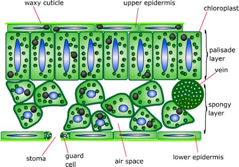 Structure of a leaf | Gcse science, Plant science, Biology resources