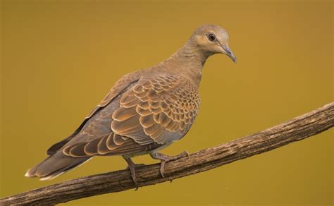 Woodlark Facts: Identification, Diet, Migration Info etc. - Binocular Base