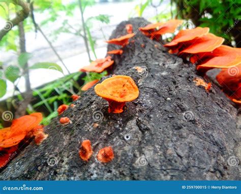 Lingzhi mushroom stock image. Image of woodland, autumn - 259700015