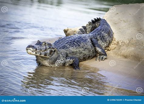 Lone Caiman in the Pantanal Stock Image - Image of pantanal, native: 239673339