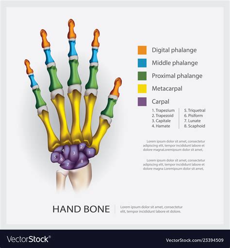 Human anatomy hand bone Royalty Free Vector Image