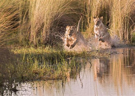 Top Ten African Safari Animals | Audley Travel US